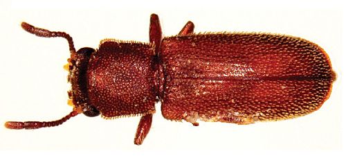 Powderpost beetle